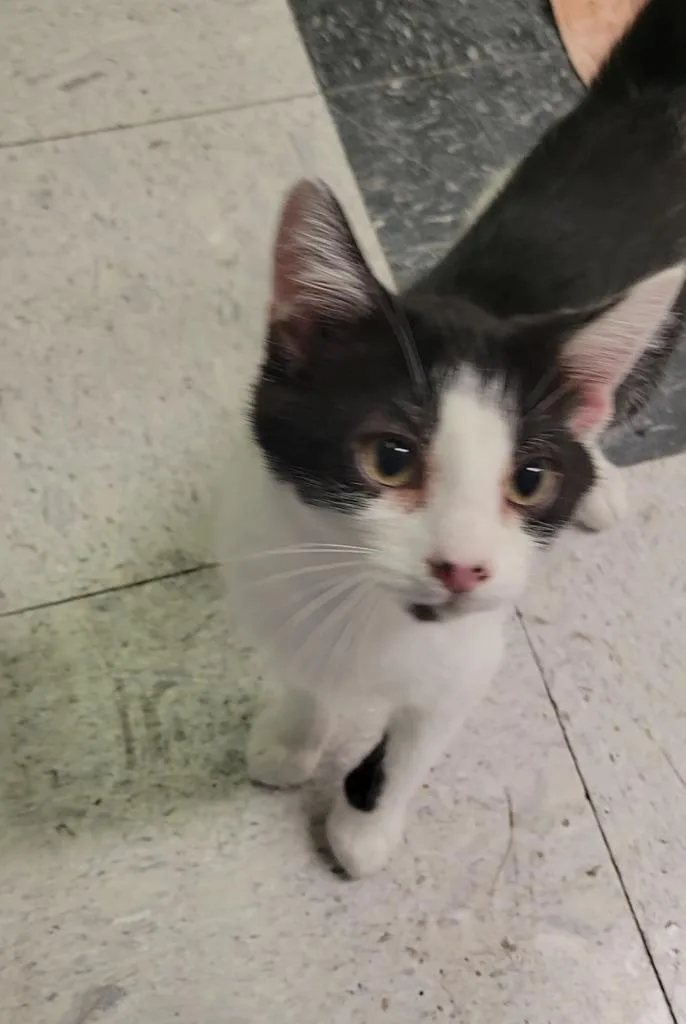 A baby medium-sized male Domestic Short Hair cat named Friend for adoption in Sandusky, OH