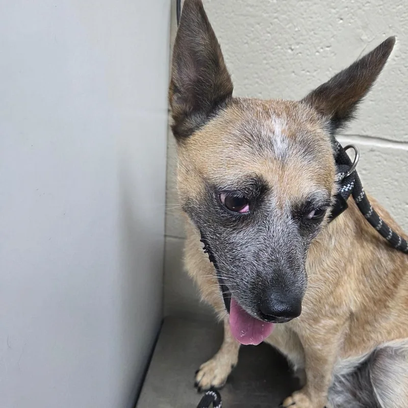 An adult medium-sized female Red / Chestnut / Orange Australian Cattle Dog / Blue Heeler dog named Tootie for adoption in Madisonville, KY