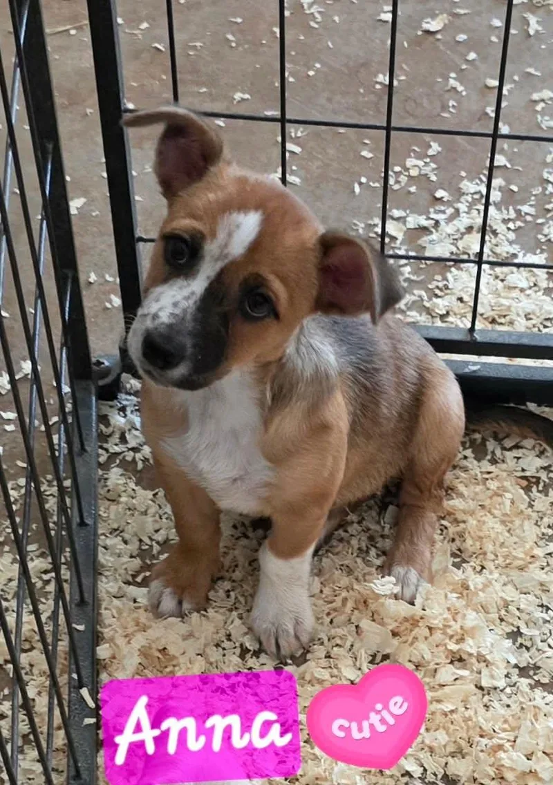 A baby small-sized female Brown / Chocolate Dachshund dog named Anna for adoption in Longmont, CO