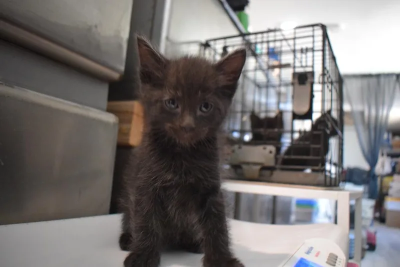 A baby small-sized male Domestic Short Hair cat named Bently for adoption in Pahrump, NV