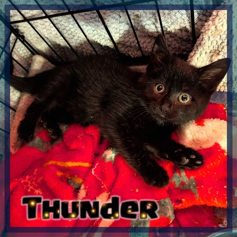 Thunder