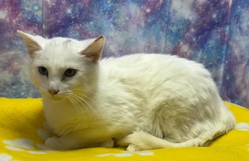 A baby large-sized male Domestic Medium Hair cat named Casper for adoption in Washington Court House, OH