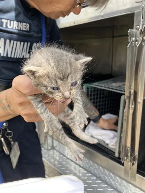 A baby medium-sized male Domestic Short Hair cat named January for adoption in Dallas, TX