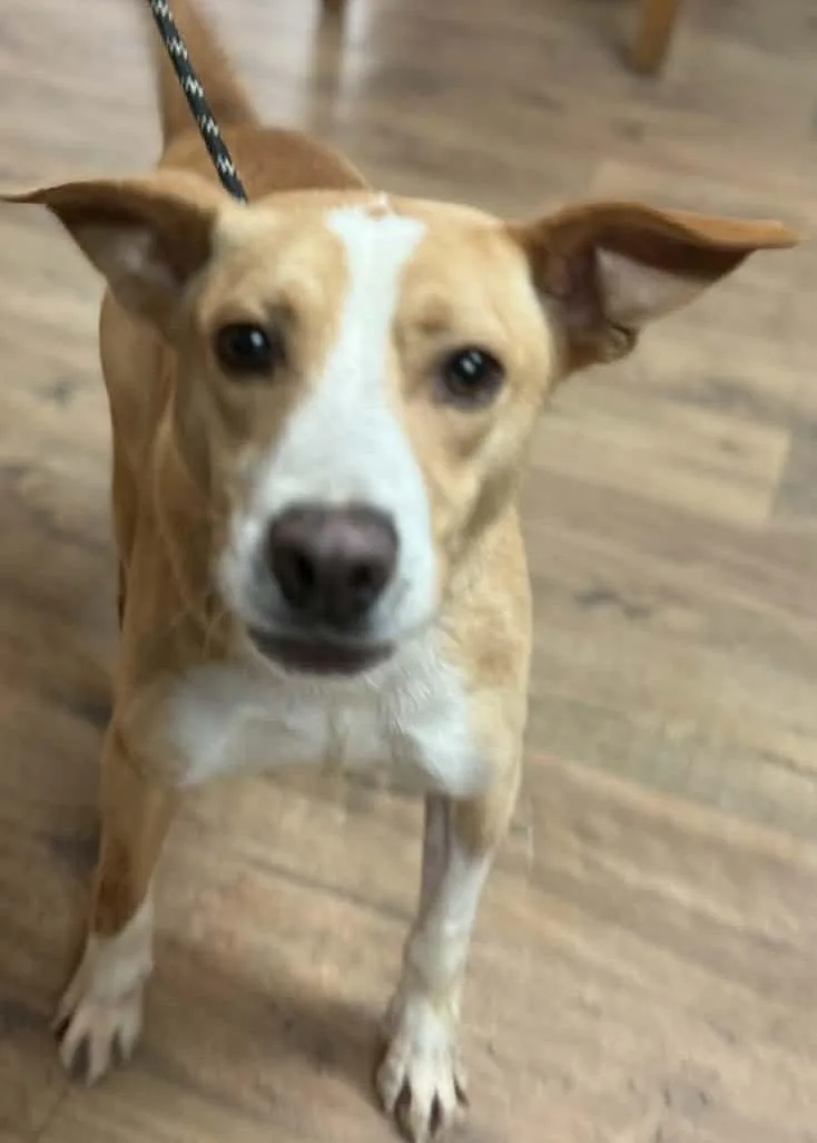 An adult medium-sized male Yellow / Tan / Blond / Fawn Mixed Breed dog named Bruno for adoption in Baxter, KY