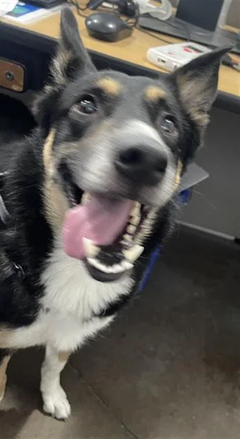 A young large-sized female Mixed Breed dog named Spirit for adoption in Dallas, TX