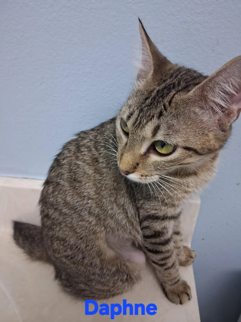 A young medium-sized female Domestic Short Hair cat named Daphne for adoption in Longwood, FL