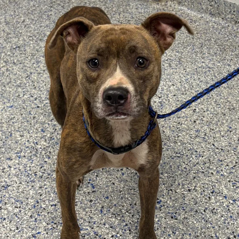 A young medium-sized female Brown / Chocolate Mixed Breed dog named MaveSassy for adoption in Greenville, SC