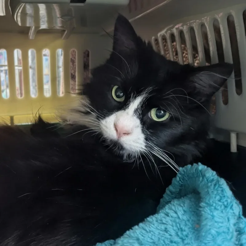 Dandelion thumbnail 2