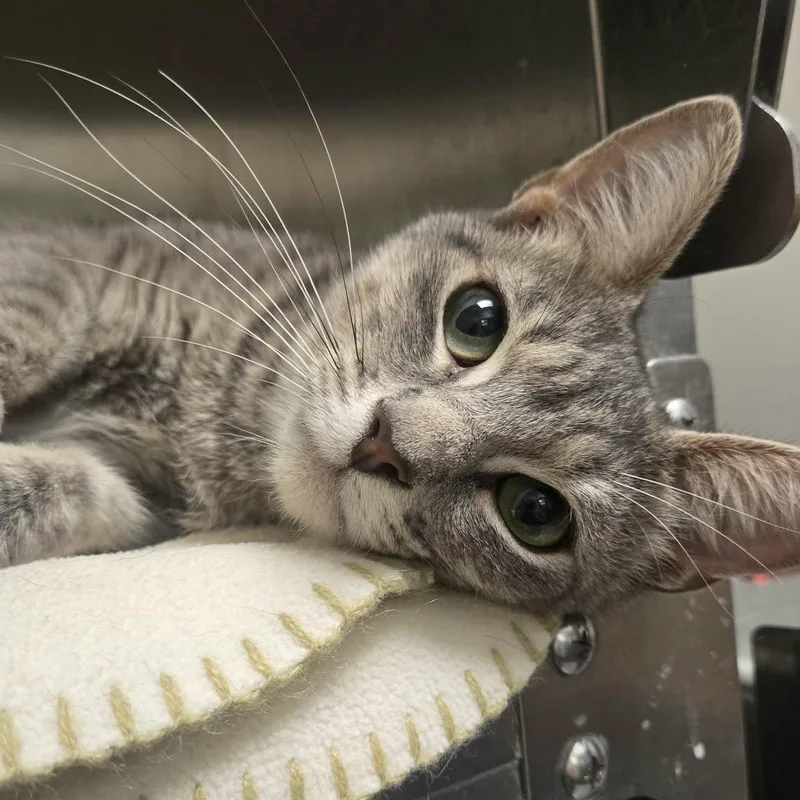 A young medium-sized female Domestic Short Hair cat named Saffron for adoption in Martinsville, IN