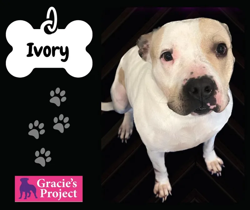 An adult medium-sized female American Staffordshire Terrier dog named Ivory for adoption in Canyon, TX