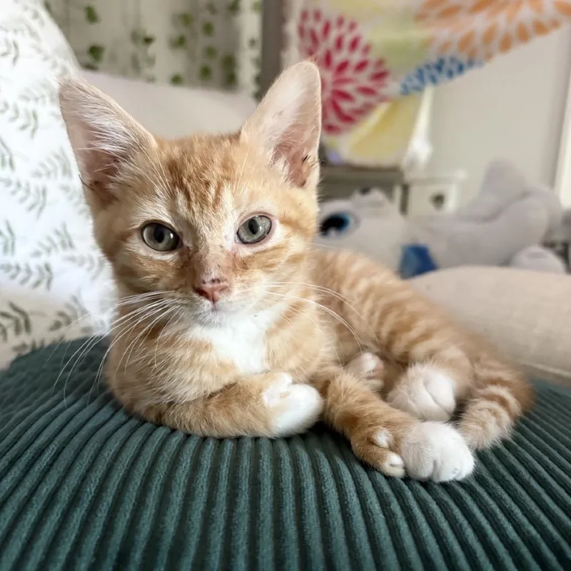 A baby small-sized female Orange / Red Extra-Toes Cat / Hemingway Polydactyl cat named Apricot for adoption in Peachtree City, GA