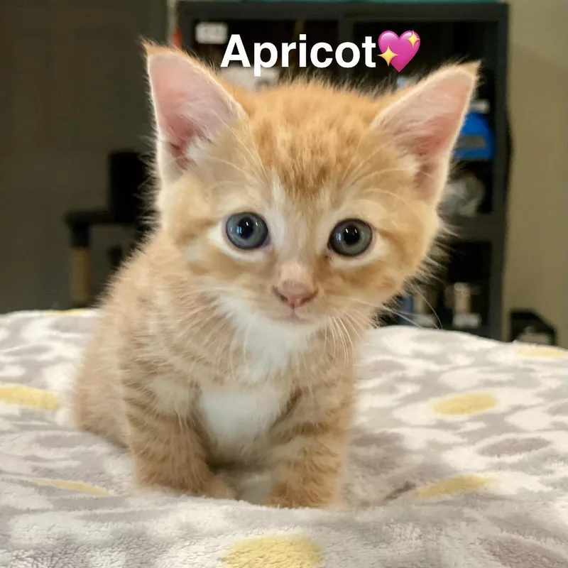 Apricot thumbnail 2