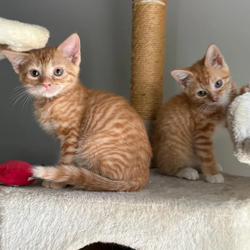 Apricot thumbnail 3