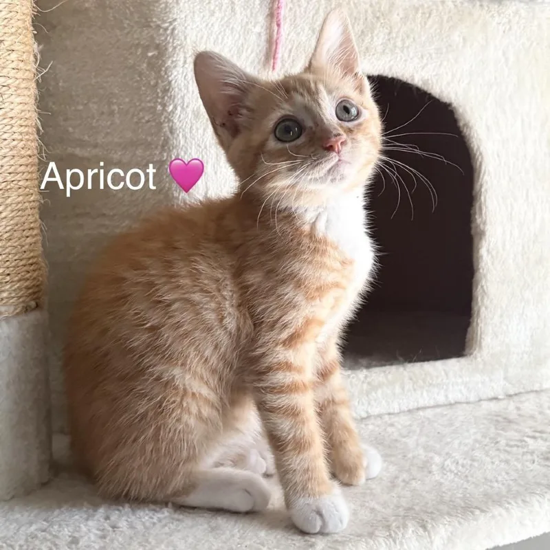 Apricot thumbnail 4