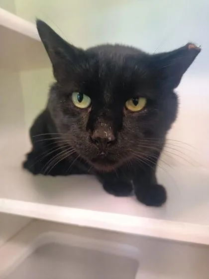An adult large-sized male Domestic Short Hair cat named P. Sherman for adoption in Traverse City, MI