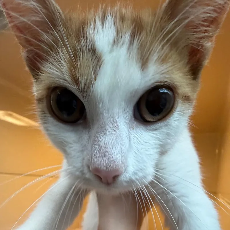 A baby small-sized male Orange / Red Domestic Short Hair cat named Henry for adoption in Beckley, WV