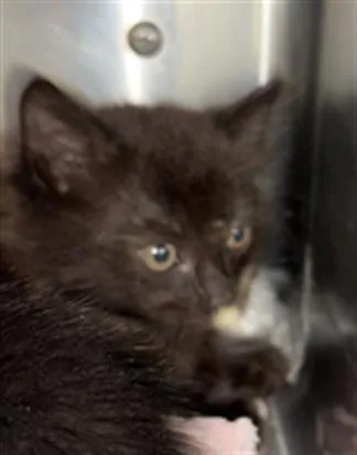 A baby small-sized male Domestic Short Hair cat named Mochiri for adoption in Chula Vista, CA