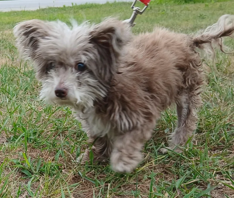 A senior small-sized female Brown / Chocolate Mixed Breed dog named ChiCha for adoption in Miller Beach, IN