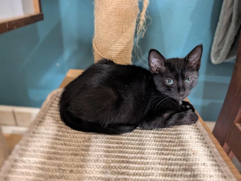 A baby small-sized male Black Domestic Short Hair cat named Joey for adoption in Orlando, FL