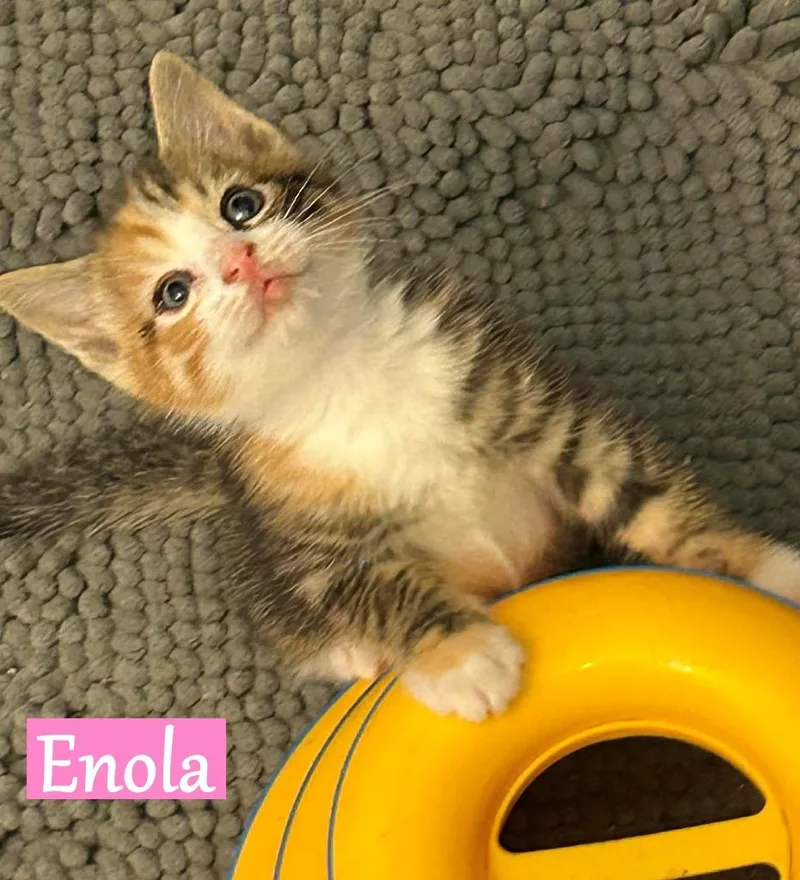 A baby medium-sized female Domestic Short Hair cat named Enola for adoption in Hoover , AL