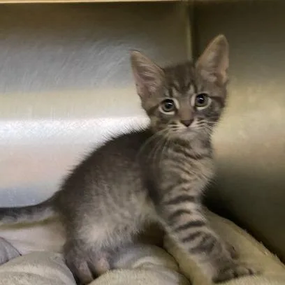 A baby small-sized male Gray / Blue / Silver Domestic Short Hair cat named Smoke for adoption in Dayton, OH