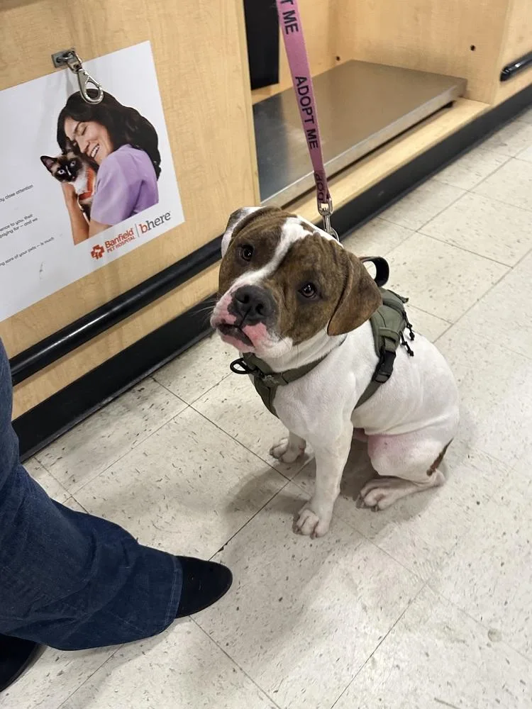 Checkers thumbnail 2