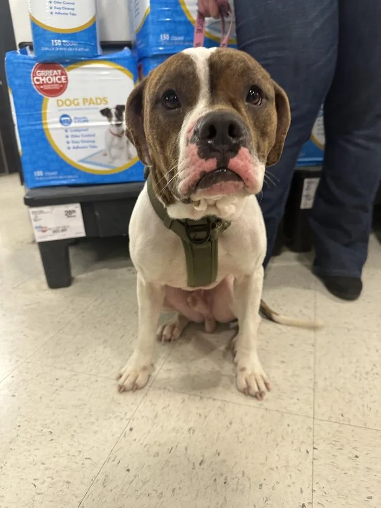 Checkers thumbnail 4