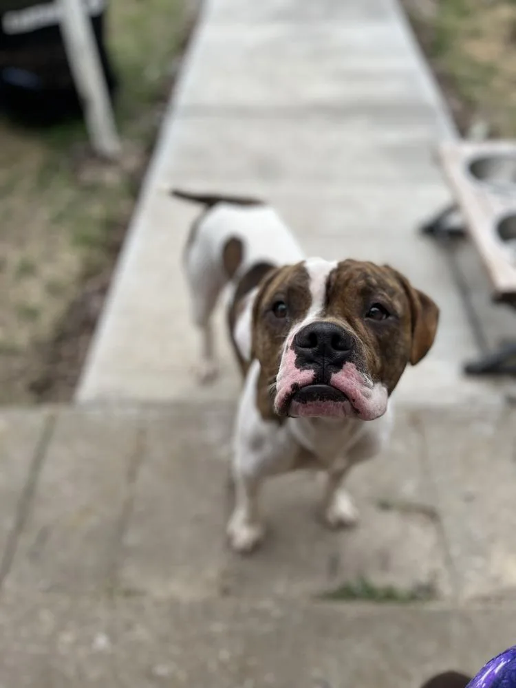 Checkers thumbnail 6