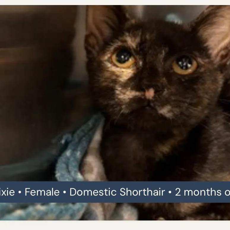 A baby small-sized female Tortoiseshell Domestic Short Hair cat named Pixie for adoption in San Antonio, TX