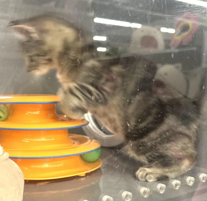 Tabby thumbnail 2