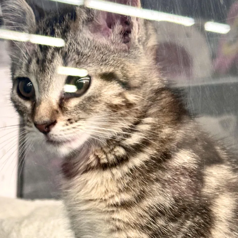 Tabby thumbnail 3