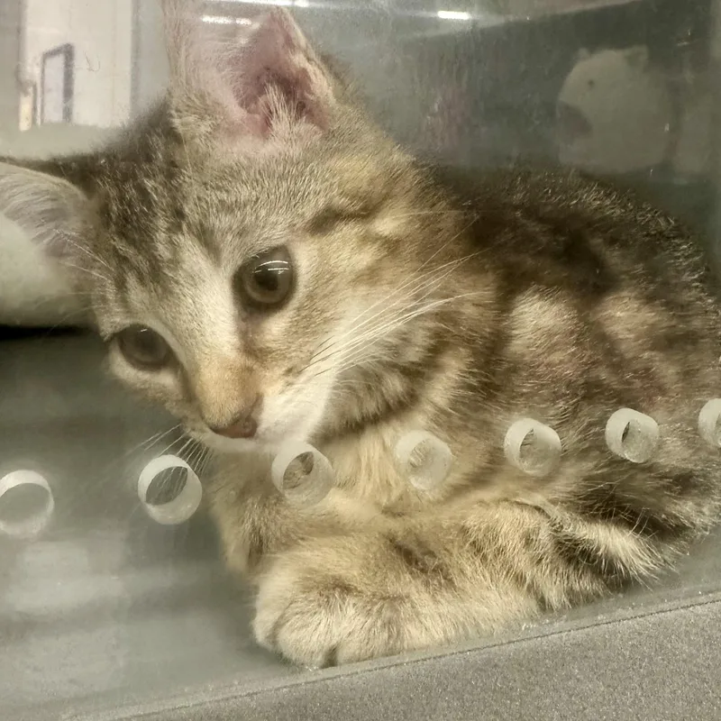 Tabby thumbnail 4