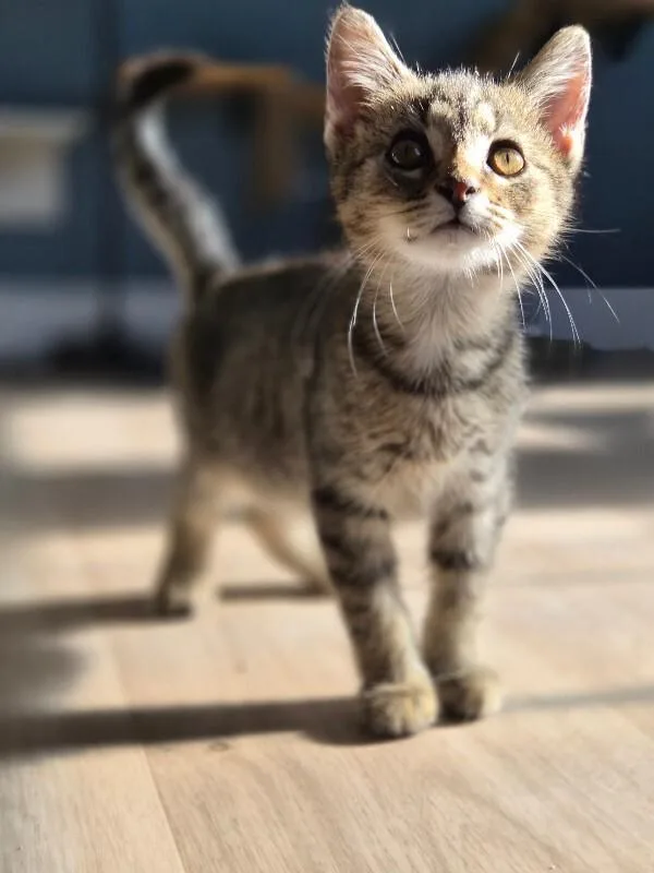 A young small-sized male Tabby (Gray / Blue / Silver) Domestic Short Hair cat named Juniper for adoption in Cincinnati, OH