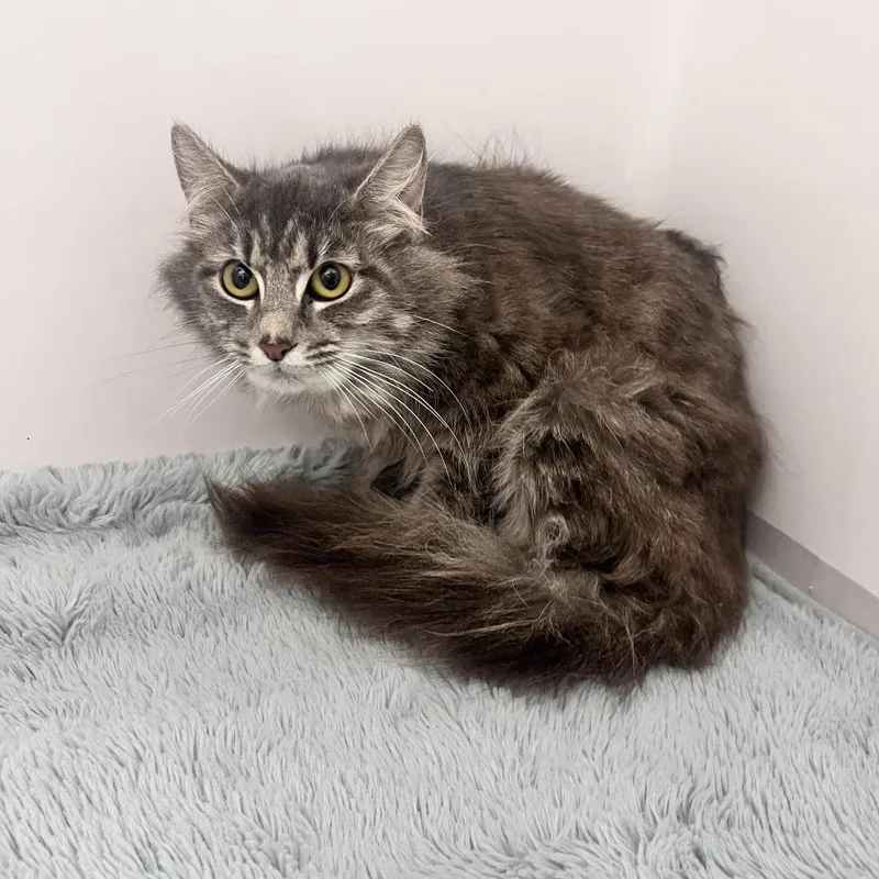 A young medium-sized female Gray / Blue / Silver Domestic Long Hair cat named Bluebird for adoption in Charleston, WV
