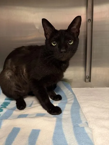 An adult small-sized male Domestic Short Hair cat named Count Scabula for adoption in Richmond, VA