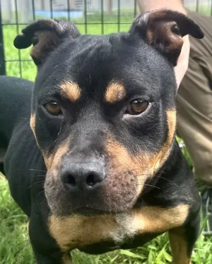 An adult medium-sized male Mixed Breed dog named King FKA Dog for adoption in West Chester, PA