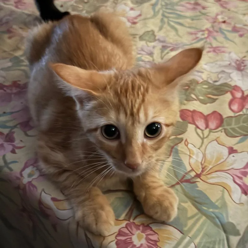 A baby small-sized female American Shorthair cat named Bambie for adoption in mount vernon, AR