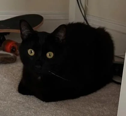 An adult medium-sized male Domestic Short Hair cat named Shamshir for adoption in Fairfax, VA