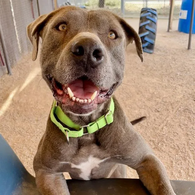 A young medium-sized male Pit Bull Terrier dog named Mississippi for adoption in Tucson, AZ