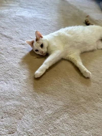 A senior medium-sized male Orange & White Domestic Short Hair cat named Sir Bernard for adoption in Mokena, IL