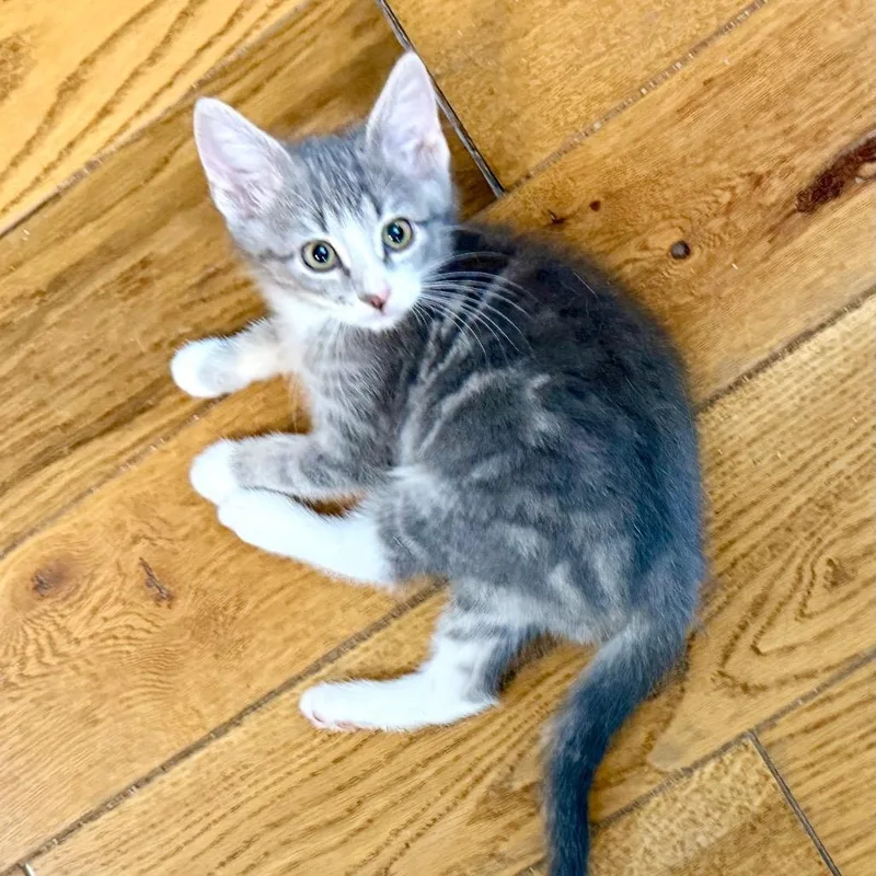 A baby small-sized male Gray / Blue / Silver American Shorthair cat named Ziploc for adoption in Kansas City, MO