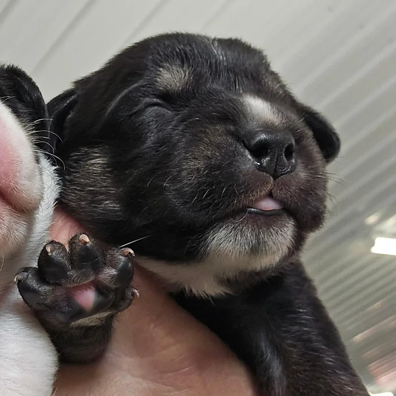 A baby medium-sized male Black Mixed Breed dog named Stoney Edwards for adoption in Spanish Fork, UT