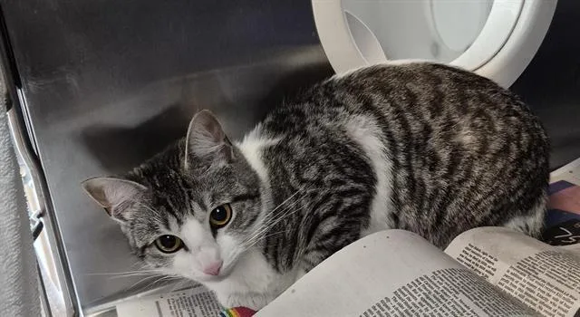 A young medium-sized female Domestic Short Hair cat named Oreo for adoption in Corpus Christi, TX