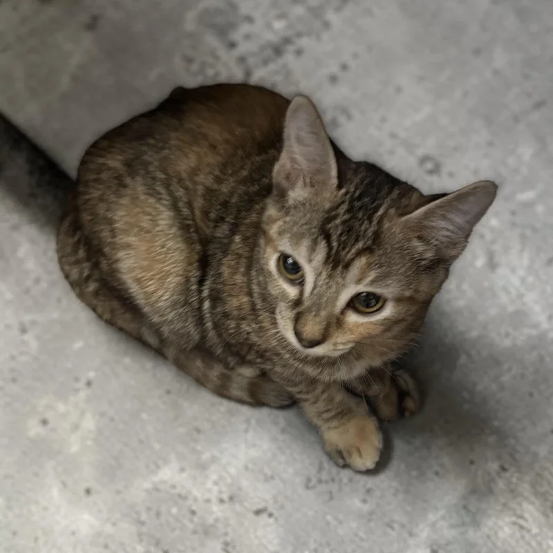 A baby extra large-sized female Tortoiseshell Domestic Short Hair cat named Tic INDOOR ONLY for adoption in Stockton, CA