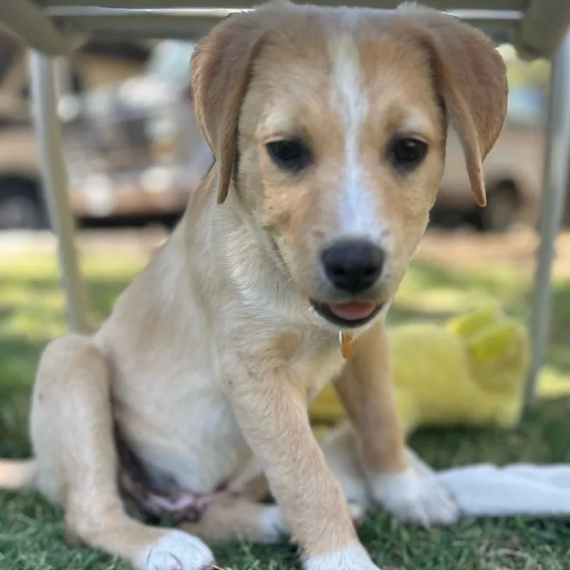 A baby small-sized male Yellow / Tan / Blond / Fawn Mixed Breed dog named Kona for adoption in Prescott, AZ