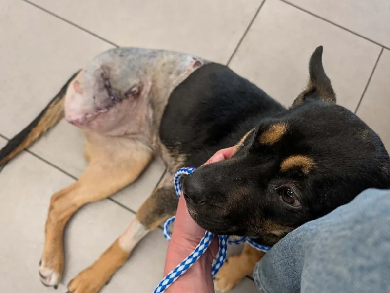 A young medium-sized female Tricolor (Brown, Black, & White) Shepherd dog named Nia for adoption in Rathdrum, ID
