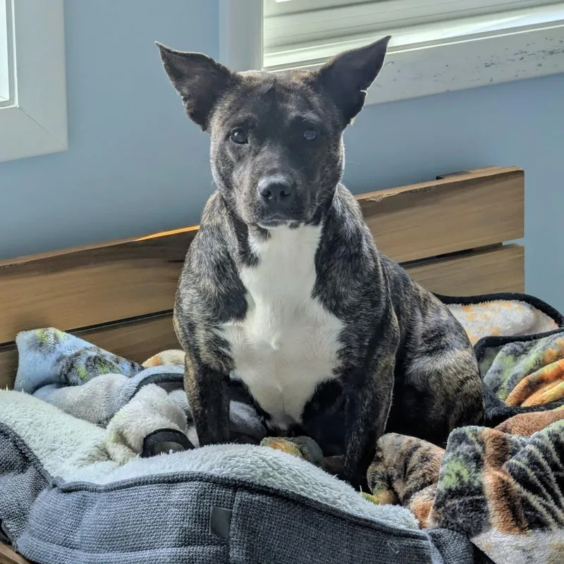 An adult medium-sized female Brindle Mixed Breed dog named Maryland for adoption in Winchester, TN