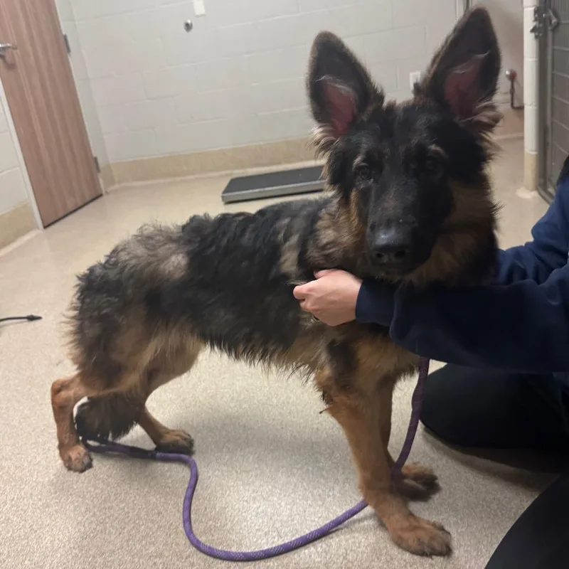 A young large-sized male German Shepherd Dog dog named Velcro for adoption in Bristol, IN