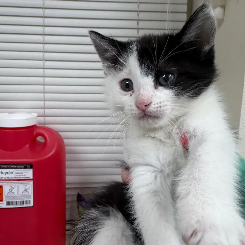 A baby small-sized female White Domestic Short Hair cat named Kirsten for adoption in Pekin, IL