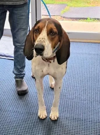 A young large-sized male Treeing Walker Coonhound dog named Archer for adoption in TULSA, OK